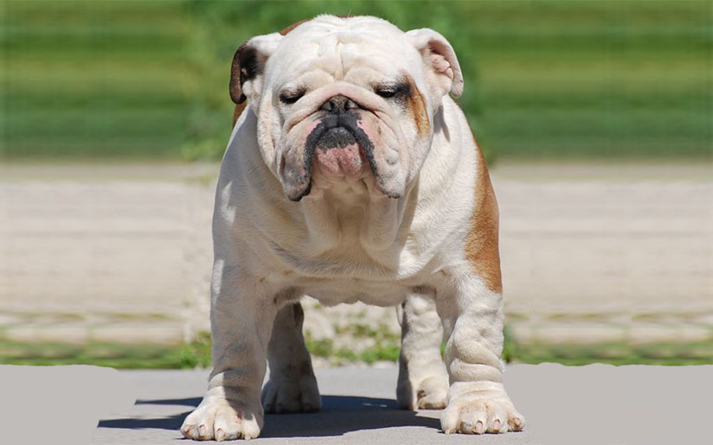 mini bulldog