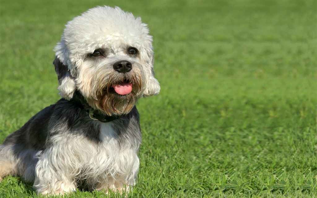 dandie dinmont terrier precio