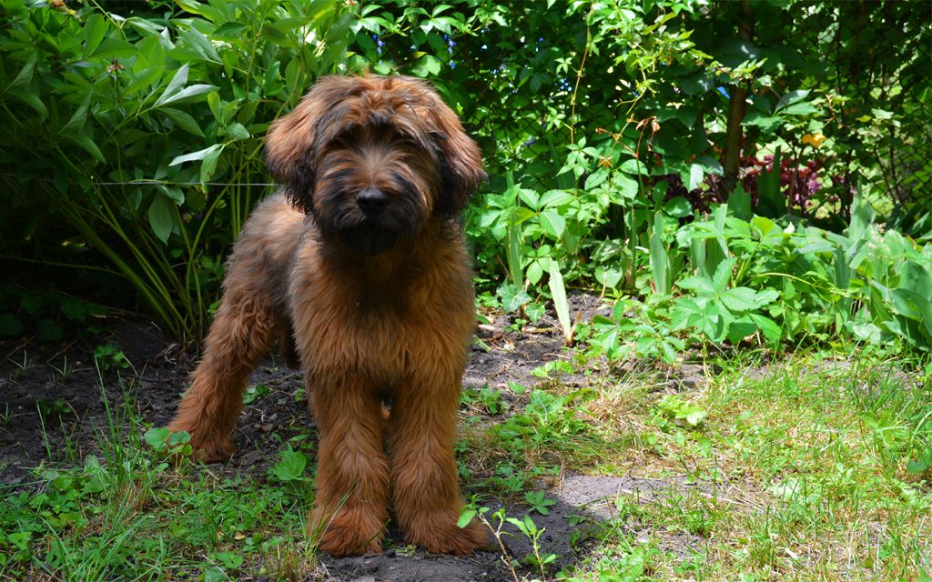 Briard Puppies Breed information & Puppies for Sale