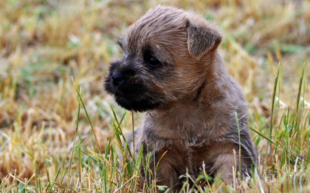 Cairn Terrier Puppies Breed information & Puppies for Sale