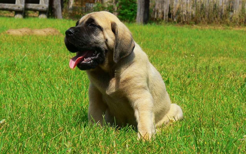 English Mastiff Puppies Breed information & Puppies for Sale