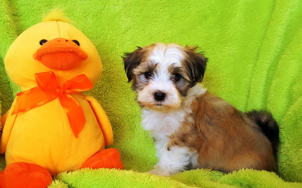 how to a havanese not to bark havanese puppies breed information puppies for sale how to a havanese not to bark havanese puppies breed information puppies for sale
