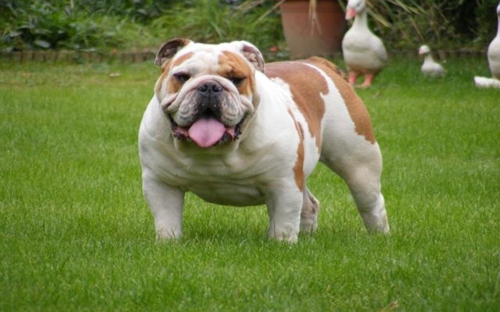 teacup bulldog full grown size