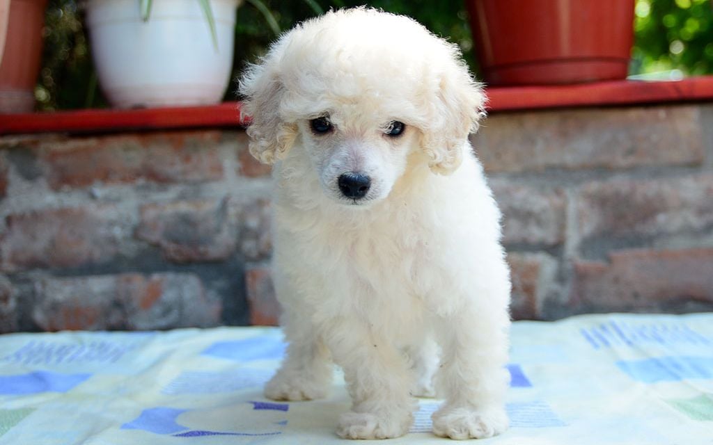 white miniature poodle