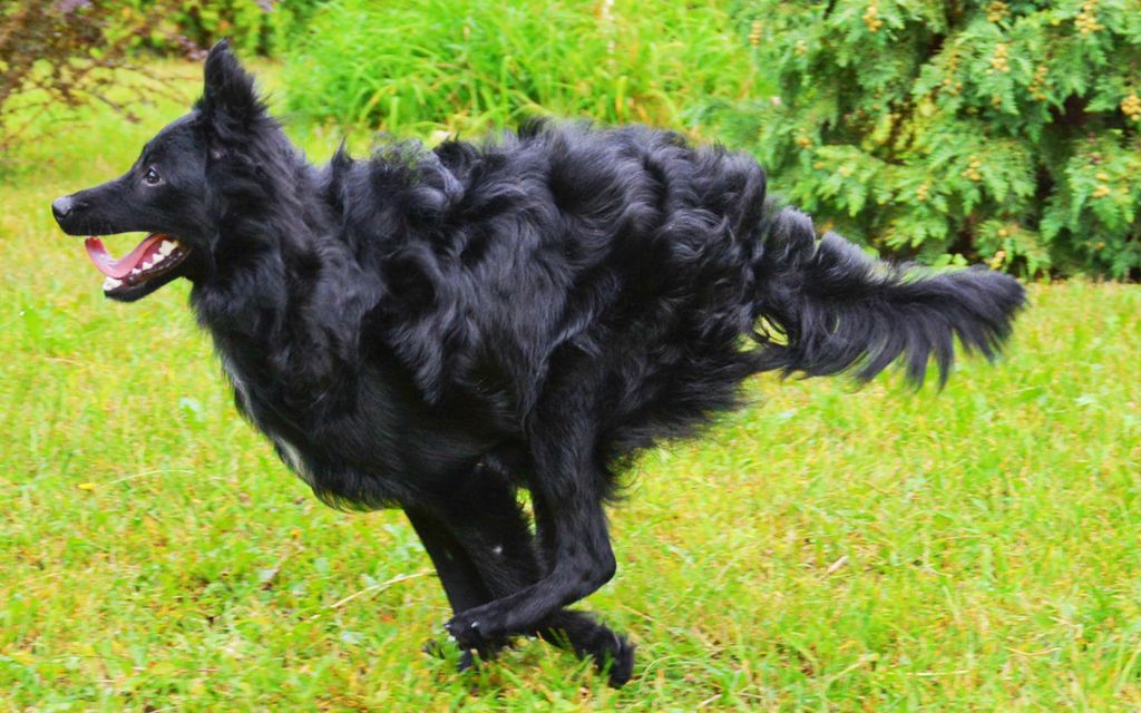 Mudi Puppies Breed information & Puppies for Sale