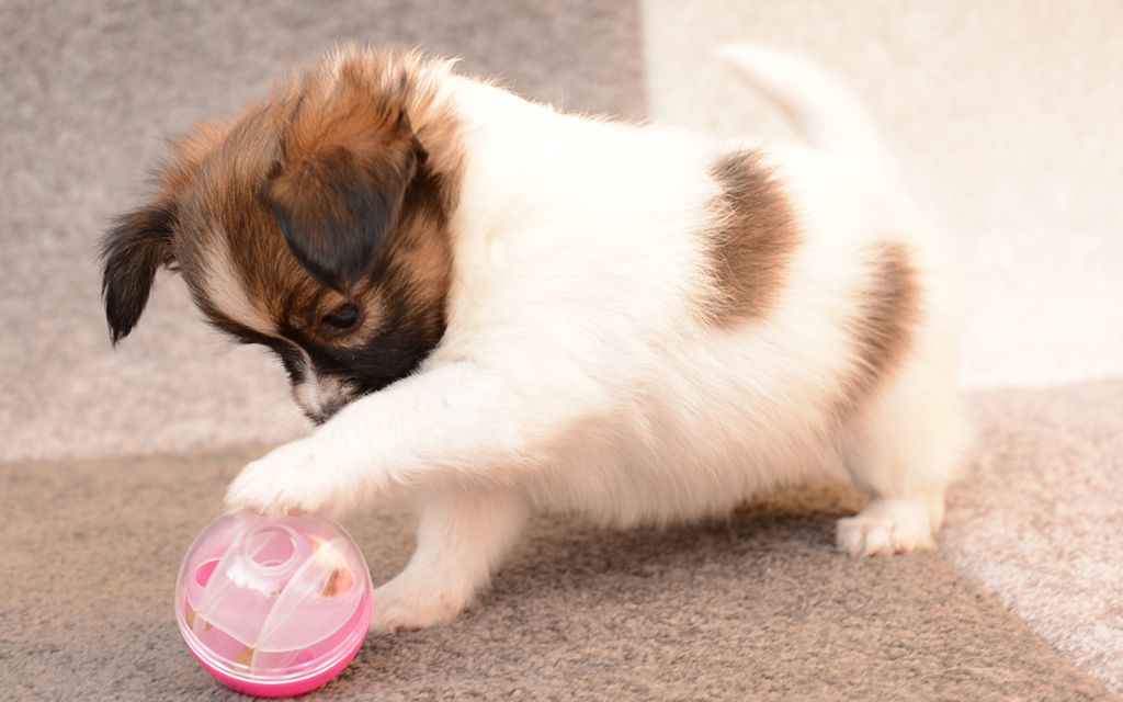 papillon dog puppy