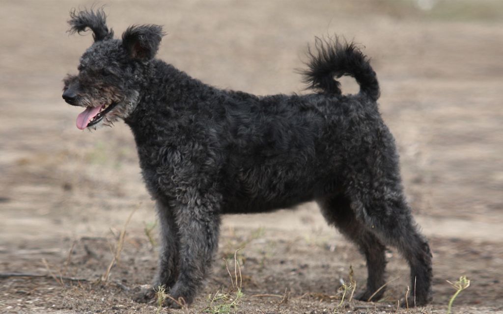 pumi puppies cost