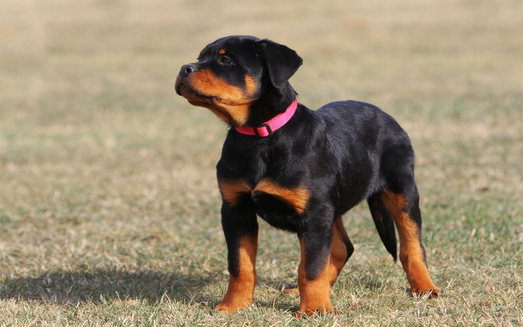Rottweiler Breed Dog Breed Information Pictures