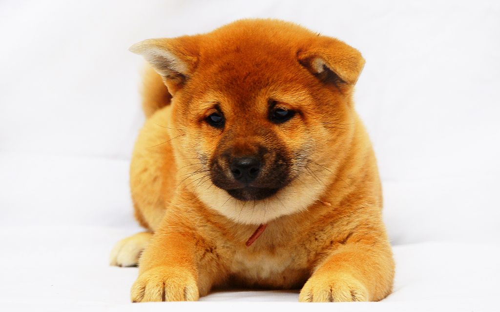 Shiba Inu Puppies Breed Information Puppies For Sale