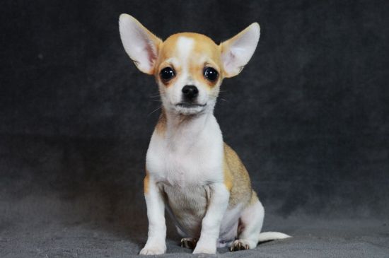 Bicolor Chihuahua picture