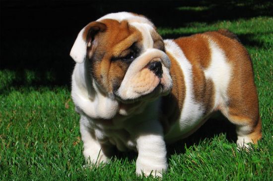 English Bulldog Puppies Breed Information Puppies For Sale