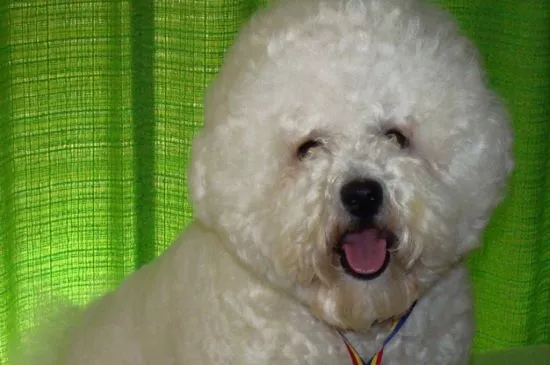White Bichon Frise Bichon Frise Puppies
