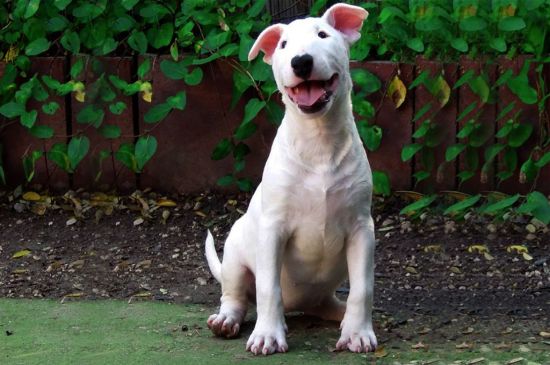 White Bull Terrier picture