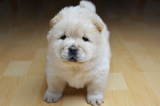 Cream Chow Chow Puppy picture