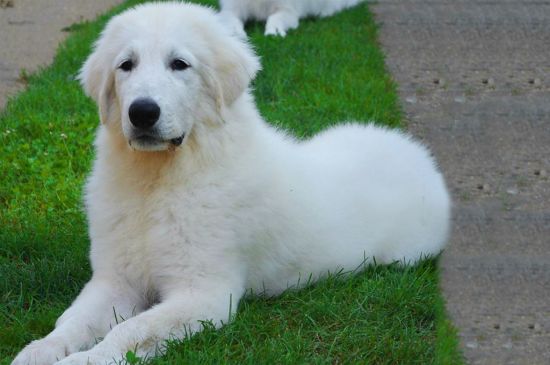 Great Pyrenees Puppies Breed Information Puppies For Sale