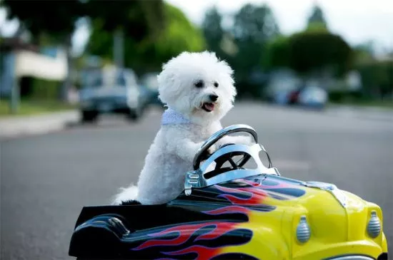 Bichon Frise Puppies