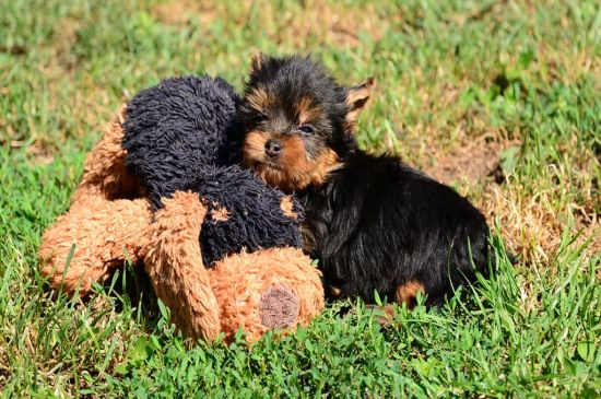 Yorkshire Terrier Breed Dog Breed Information Pictures Yorkshire Terrier Breed Dog Breed Information Pictures