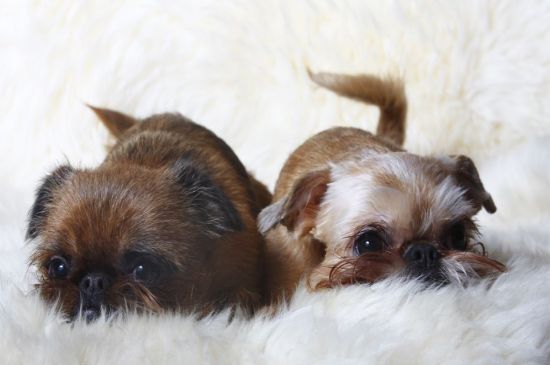 Brusseler Griffon Breed Dog Breed Information Pictures