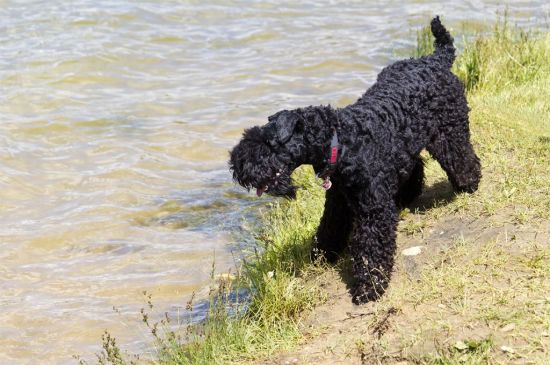 Kerry Blue Terrier Puppies Breed Information Puppies For Sale