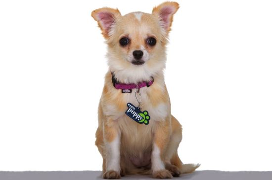 Bicolor Chihuahua image