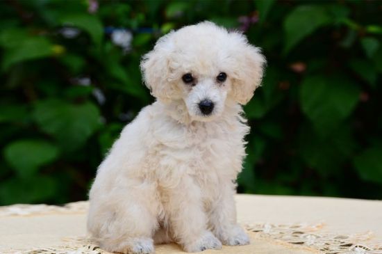mini poodle puppies