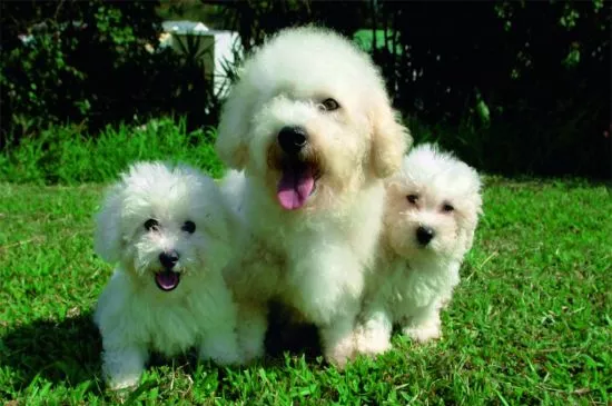 Bichon Frise Puppies