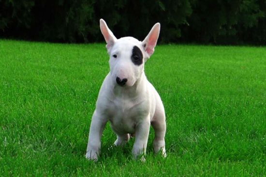 White white markings Bull Terrier Puppy picture