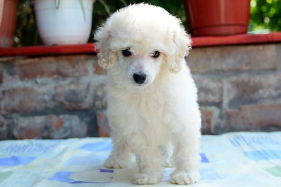 white mini poodle