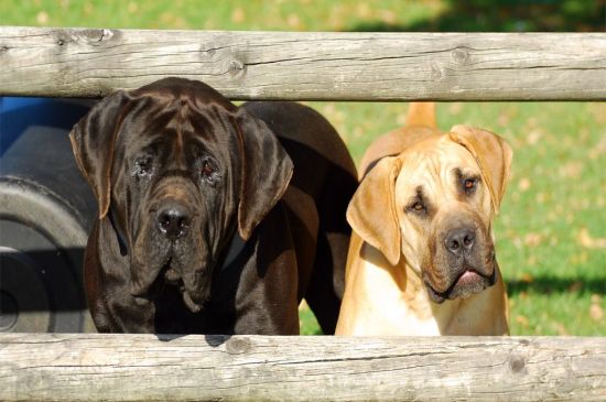 Red and Black Boerboel picture