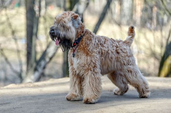 treat a dog urinary tract infection