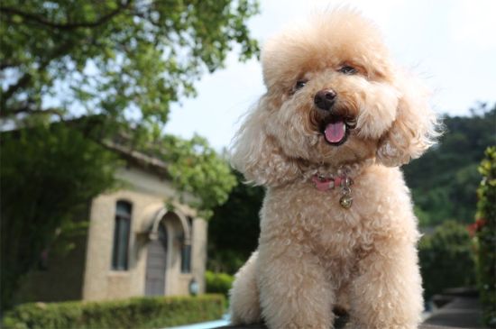 Informacion De Perros De La Raza Toy Poodle Perros En Venta