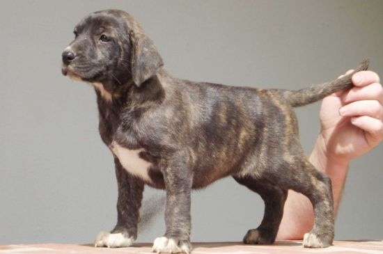 Uruguayan Cimarron brindle puppy Uruguayan Cimarron brindle puppy picture