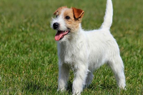 Jack Russell Terrier Breed Dog Breed Information Pictures