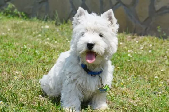 west highland terrier picture