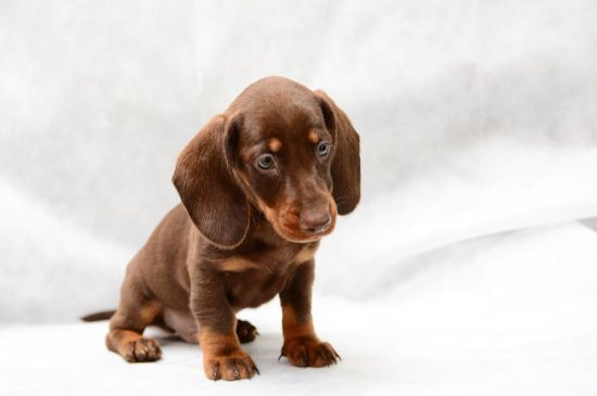 Informacion De Perros De La Raza Dachshund Perros En Venta