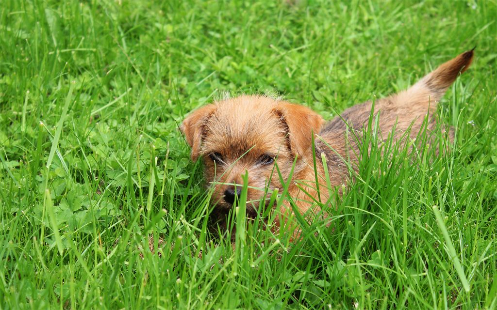 Norfolk Terrier Puppies Breed Information Puppies For Sale Norfolk Terrier Puppies Breed Information Puppies For Sale