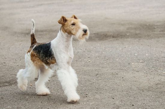 irish wire haired fox terrier
