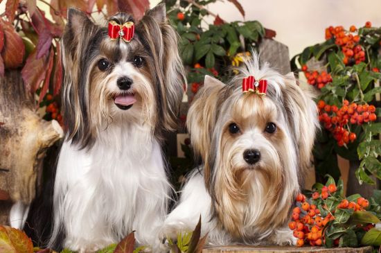 Biewer Yorkie Puppies Breed Information Puppies For Sale