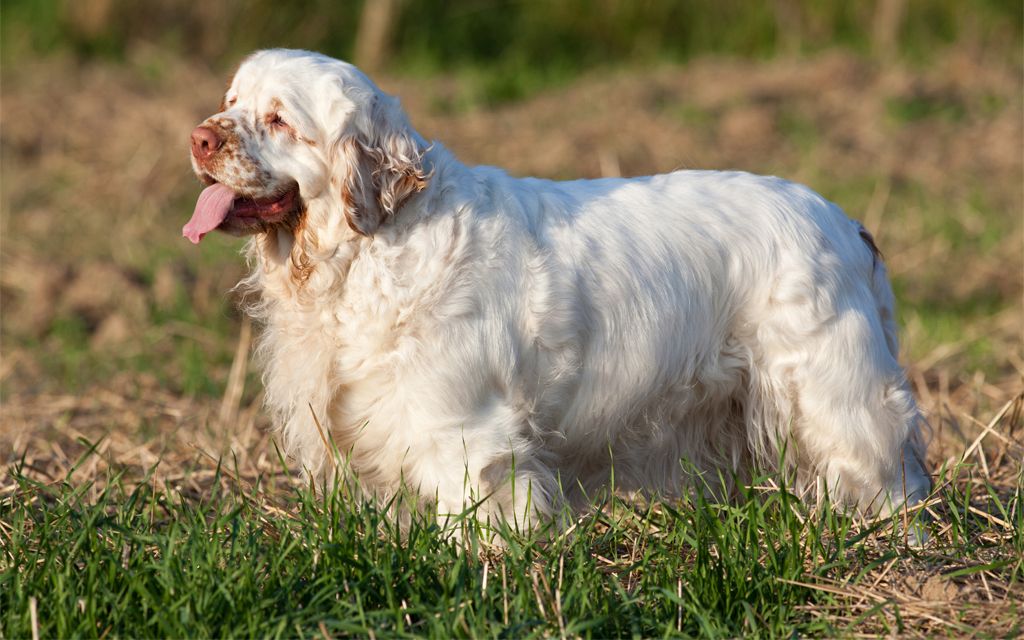 clumber spaniel