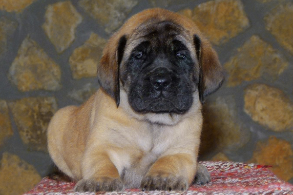 Sand English Mastiff Puppy picture
