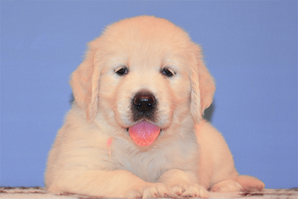 Golden Retriever Puppy