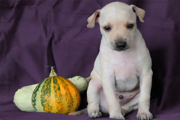 White Italian greyhound Puppy picture