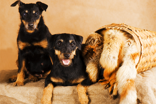 Jagd terrier image