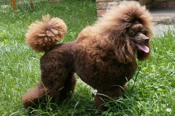Chocolate Miniature Poodle picture