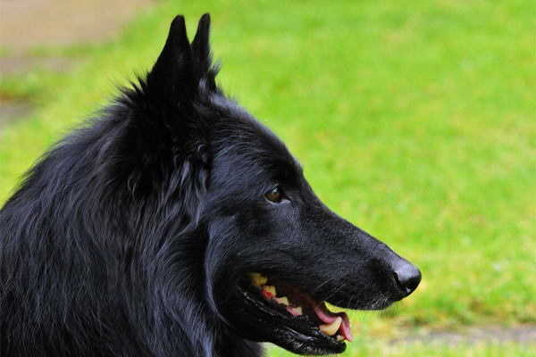 Black Belgian Shepherd Groenendael picture