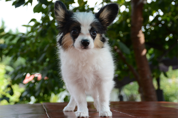 Tricolor Papillon Puppy image