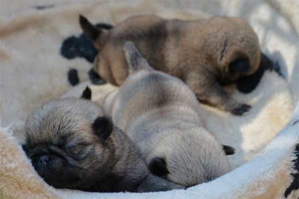 Pug Puppies image