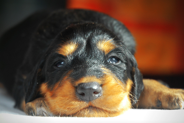 Black and Tan Saluki Puppy picture