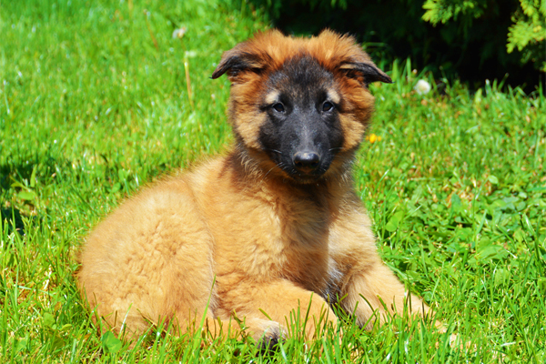 Red Belgian Shepherd Tervueren picture