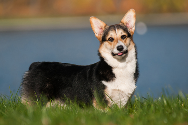 Tricolor Welsh Corgi picture